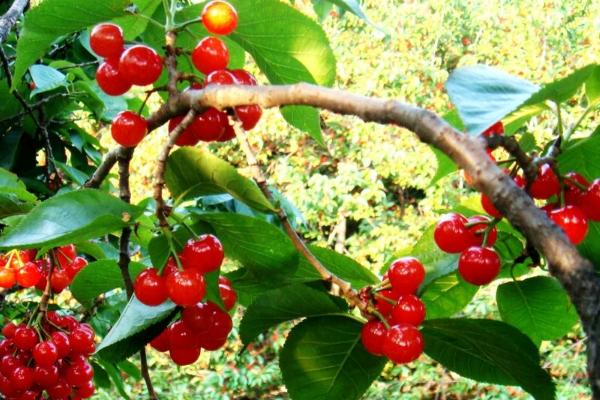 樱桃大棚造价是多少，一般高度是多少