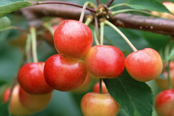 樱桃大棚造价是多少，一般高度是多少