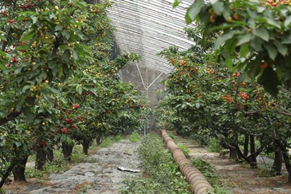 樱桃大棚造价是多少，一般高度是多少