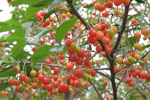 樱桃大棚造价是多少，一般高度是多少