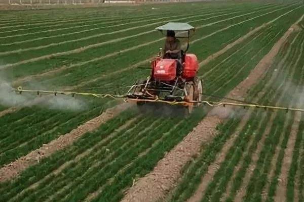 小麦除草剂什么时候打合适,年前、冬季及苗后统统告诉你