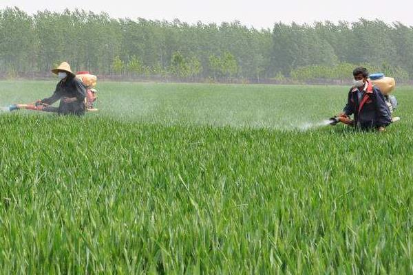 小麦除草剂什么时候打合适,年前、冬季及苗后统统告诉你