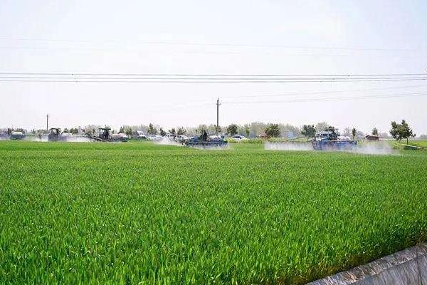 小麦除草剂什么时候打合适,年前、冬季及苗后统统告诉你