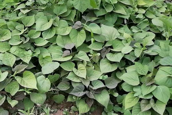 如何育红薯苗(什么时候种)?红薯苗多少钱一棵?