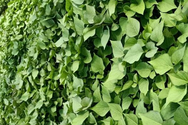 如何育红薯苗(什么时候种)?红薯苗多少钱一棵?