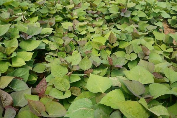 如何育红薯苗(什么时候种)?红薯苗多少钱一棵?