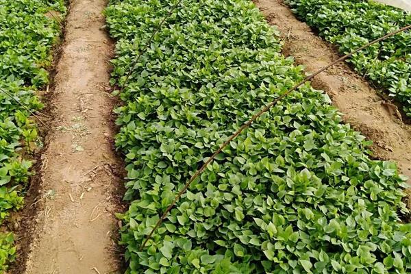 如何育红薯苗(什么时候种)?红薯苗多少钱一棵?