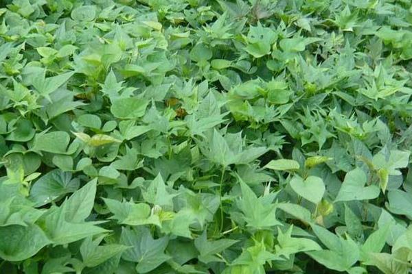 如何育红薯苗(什么时候种)?红薯苗多少钱一棵?