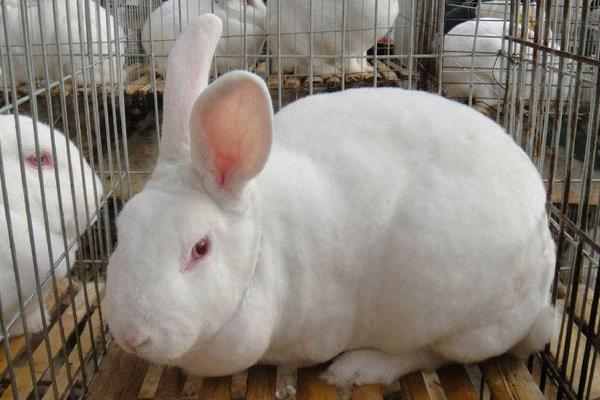 肉兔养殖成本与利润分析,肉兔养殖前景咋样