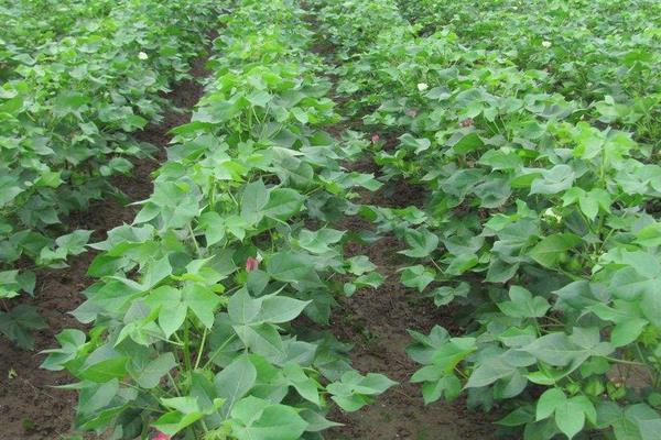 种棉花一亩地的收入,需要投资多少钱,一亩地有多少棵