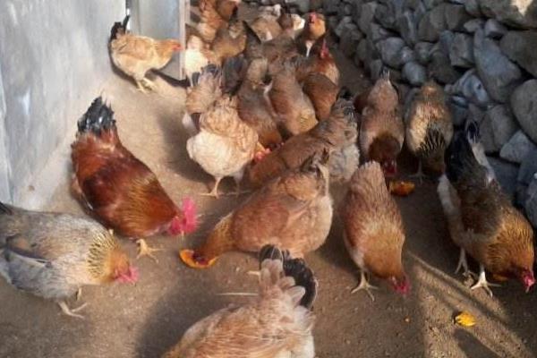 养蛆喂鸡为什么会失败?附蝇蛆养鸡的好处和坏处