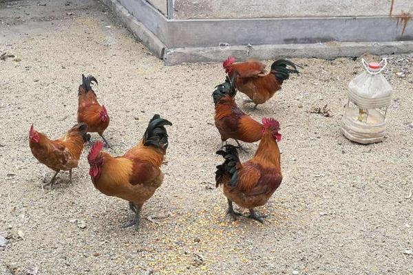 养蛆喂鸡为什么会失败?附蝇蛆养鸡的好处和坏处