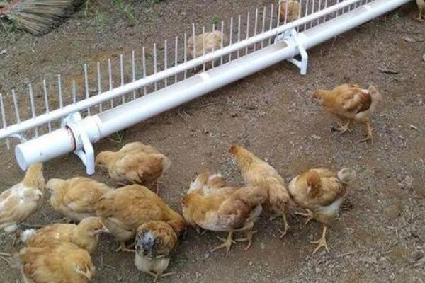 养蛆喂鸡为什么会失败?附蝇蛆养鸡的好处和坏处