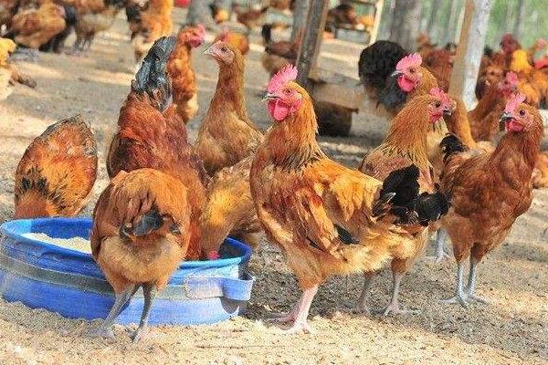 养蛆喂鸡为什么会失败?附蝇蛆养鸡的好处和坏处