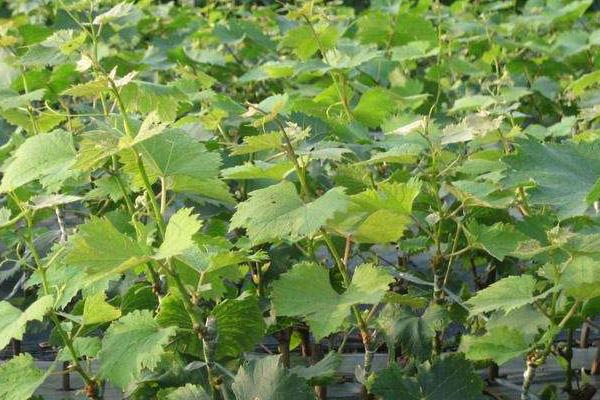 如何嫁接葡萄苗?几年结果?