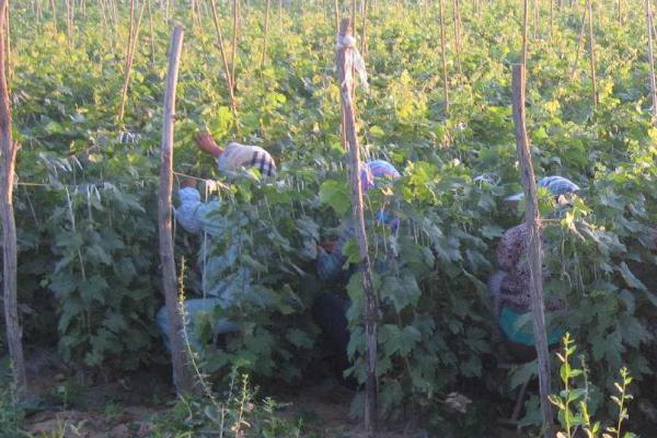 如何嫁接葡萄苗?几年结果?