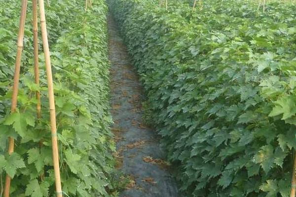 如何嫁接葡萄苗?几年结果?