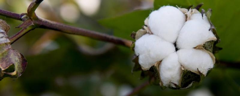 种棉花一亩地的收入，需要投资多少钱，一亩地有多少棵