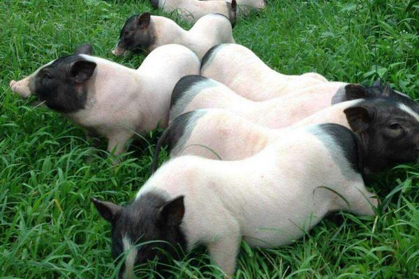 50斤香猪杀了有多少肉?香猪能长多少斤?市场价格多少钱一斤?