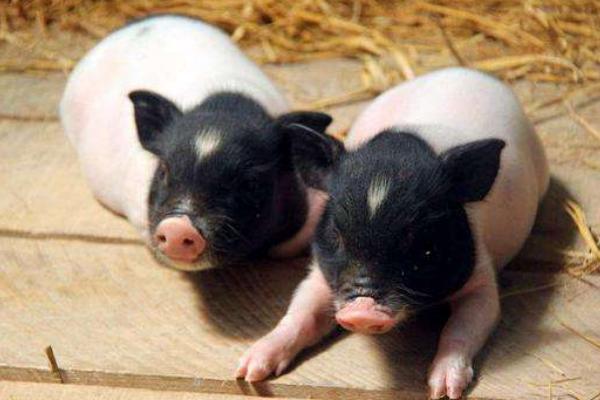 50斤香猪杀了有多少肉?香猪能长多少斤?市场价格多少钱一斤?