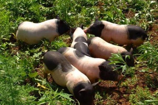 50斤香猪杀了有多少肉?香猪能长多少斤?市场价格多少钱一斤?