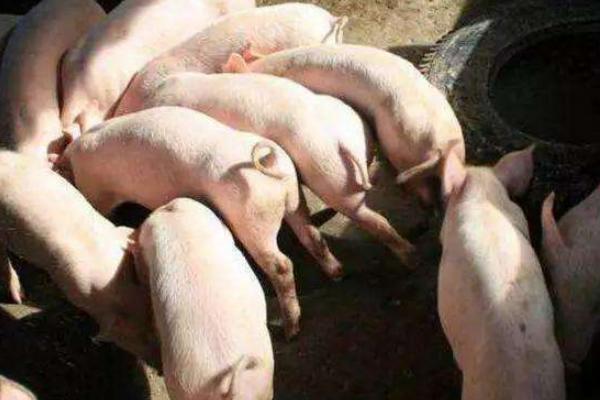 养猪多久出栏才不亏本?一般多久卖一次