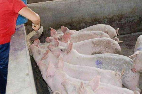 养猪多久出栏才不亏本?一般多久卖一次