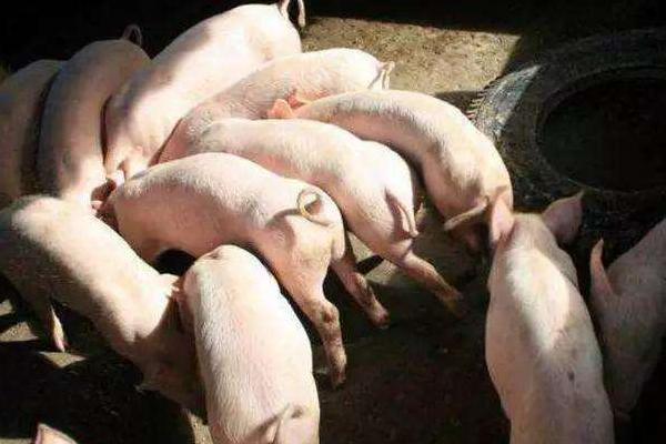 养猪500头投资多少?有多少利润?