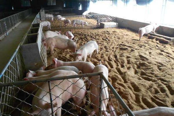 养猪500头投资多少?有多少利润?