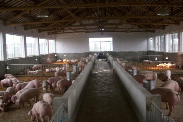 养猪500头投资多少?有多少利润?