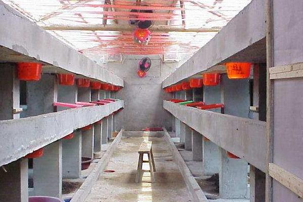 一斤蝇蛆的养殖成本是多少?有多少只?