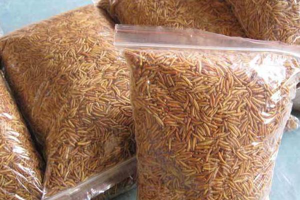 一斤蝇蛆的养殖成本是多少?有多少只?