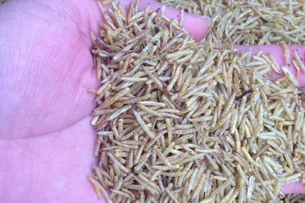 一斤蝇蛆的养殖成本是多少?有多少只?