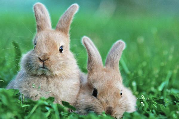 肉兔养殖成本与利润分析,肉兔养殖前景咋样