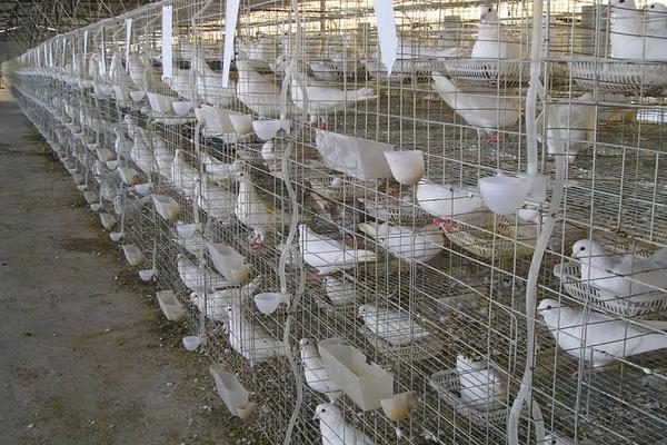 鸽子怎么养殖方法?要注意什么?