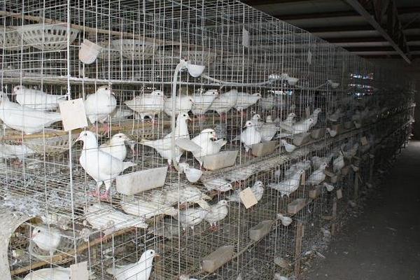 鸽子怎么养殖方法?要注意什么?