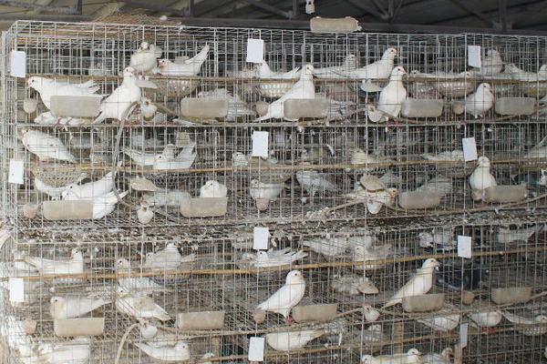 鸽子怎么养殖方法?要注意什么?