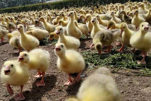 鹅苗养殖方法,要注意哪些事项,对温度湿度的要求