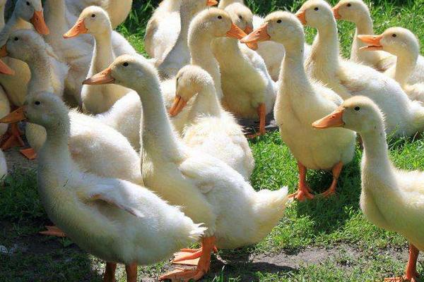 鹅苗养殖方法,要注意哪些事项,对温度湿度的要求