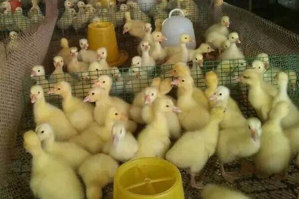 鹅苗养殖方法,要注意哪些事项,对温度湿度的要求