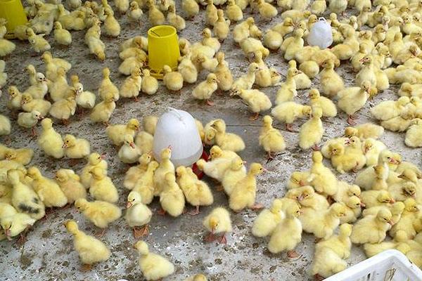 鹅苗养殖方法,要注意哪些事项,对温度湿度的要求