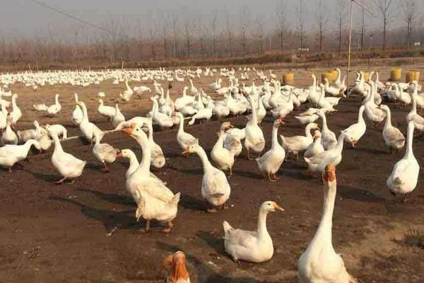 鹅苗养殖方法,要注意哪些事项,对温度湿度的要求