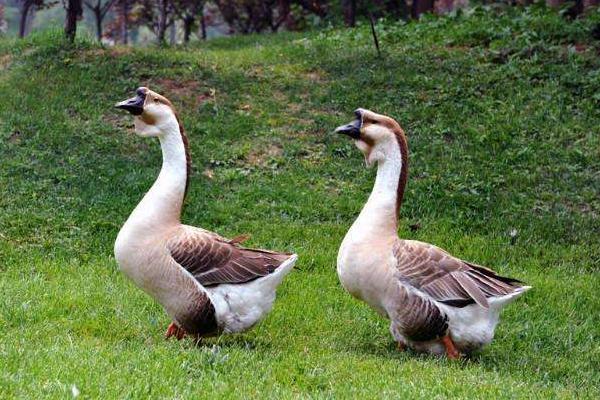 鹅苗养殖方法,要注意哪些事项,对温度湿度的要求