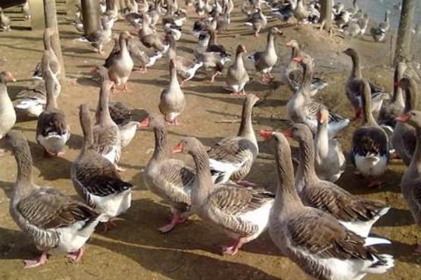 鹅苗养殖方法,要注意哪些事项,对温度湿度的要求