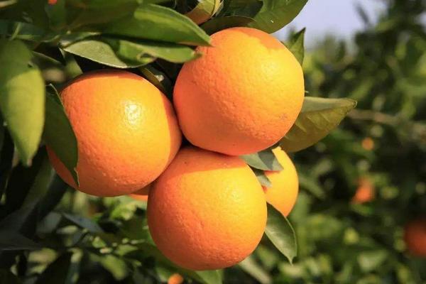 奉节脐橙多少一斤？奉节脐橙什么时候成熟上市？