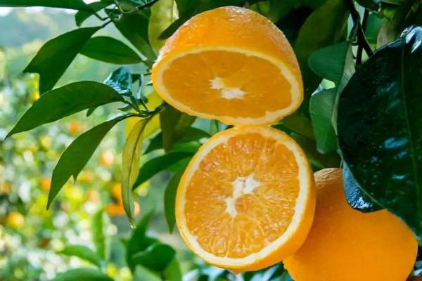 奉节脐橙多少一斤？奉节脐橙什么时候成熟上市？