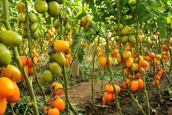 石硫合剂打过的菜能吃吗?多久能吃?