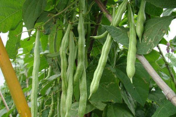 石硫合剂打过的菜能吃吗?多久能吃?