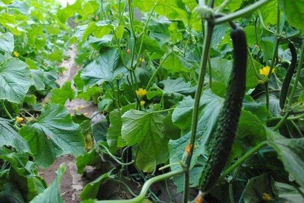 石硫合剂打过的菜能吃吗?多久能吃?