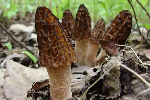 羊肚菌幼菇发黄死亡的原因是什么?羊肚菌幼菇能喷水吗?